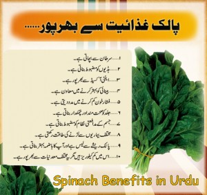 spinach-benefits-in-urdu