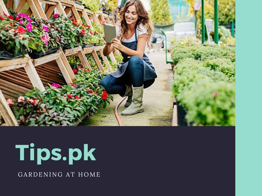 Tips For Gardening At Home
